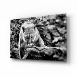 Monochrome Wild Cougar Cat Glass Wall Art - 72x46 cm