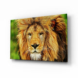 Leone dorato nel prato verde quadro in vetro - 72x46 cm