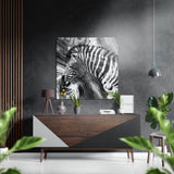 Schwarz-weiß marmoriertes Zebra gebürstetes Aluminiumbild - 40x40 cm