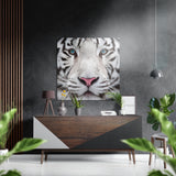 Tigre bianca quadro in alluminio Dibond spazzolato - 40x40 cm