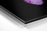 Brushed Aluminium Dibond Wall Art