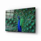 Peacock Glass Art