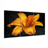 Blume - Orangenlilium Glasbild