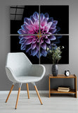 Lila Chrysanthemenquadro Glasbild